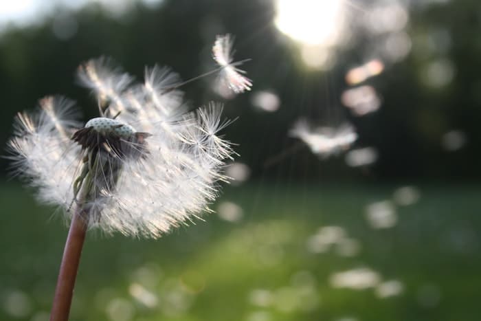 dandelion blown making funeral wishes